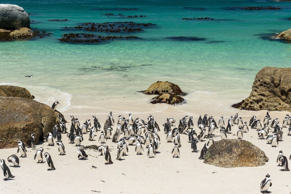 Book a Room at Newkings Hotel in Sea Point